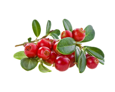 Schatze Fruit E-liquid Cranberry Flavors