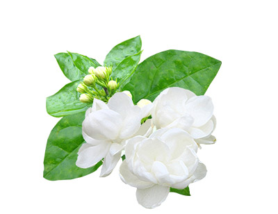 Schatze Biotech Schatze Biotech Herbal Vape Juices Jasmine-Herbal