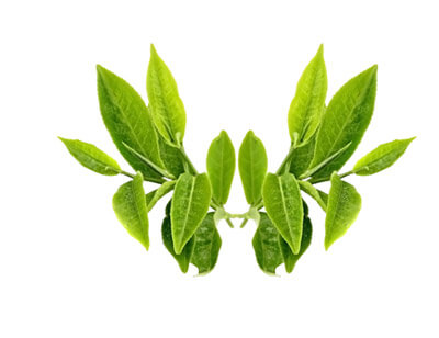 Schatze Heat-not-burn Series - Green Tea Flavour