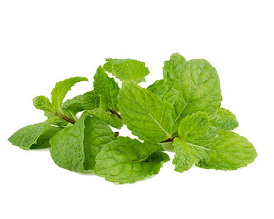 Schatze Biotech Schatze Biotech Herbal Vape Juices Pineapple-Herbal