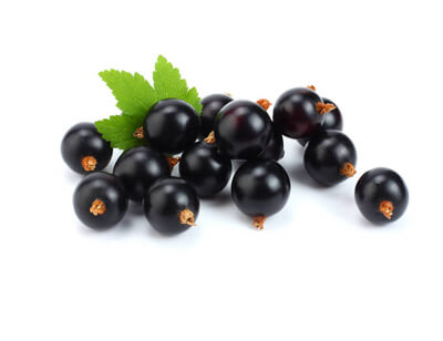 Schatze Biotech shisha flavor eliquid - Blackcurrant